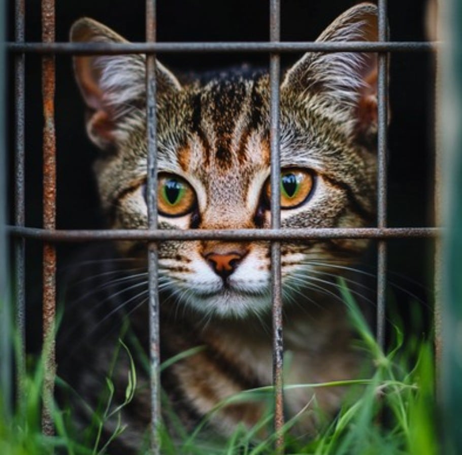 cat cage